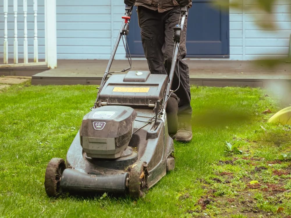 Lawn care, recent work 1