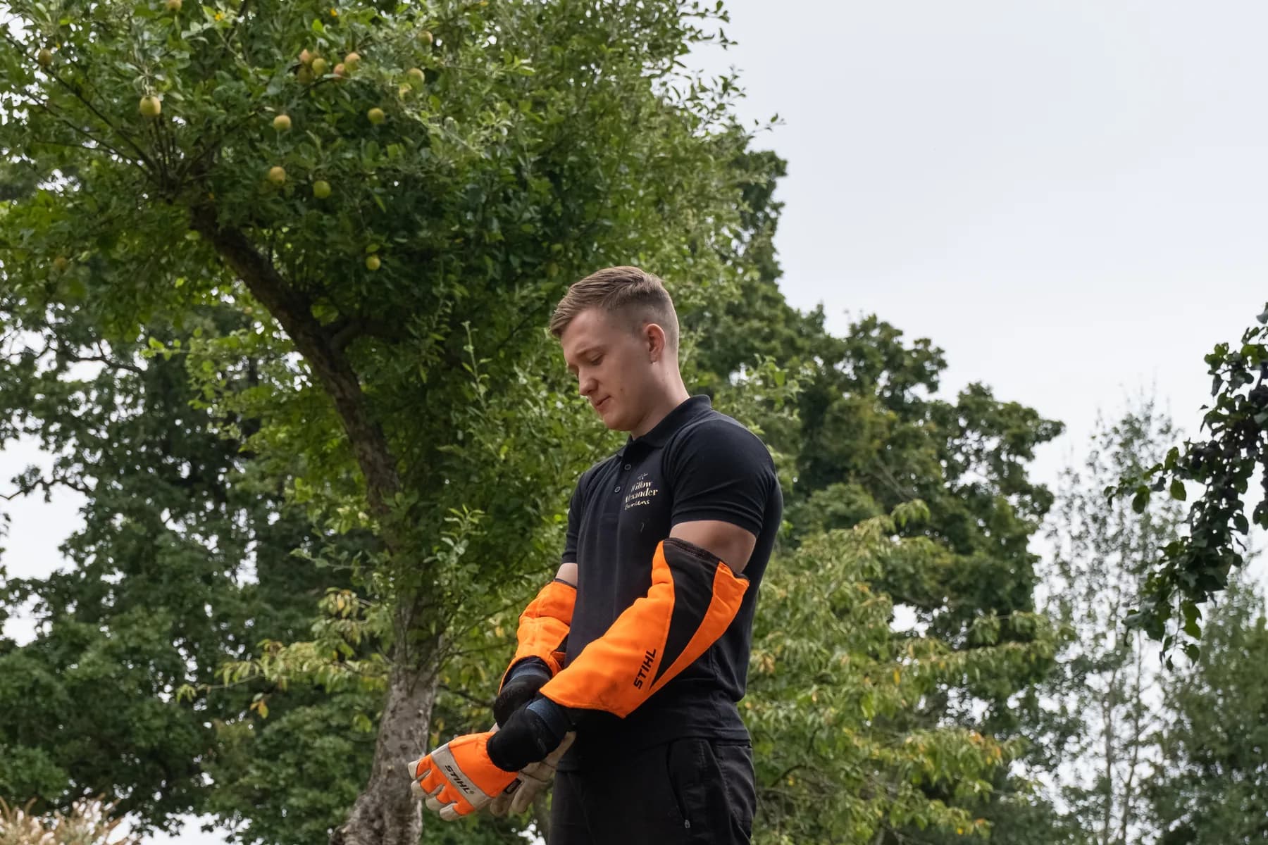 Tree work — our team at work