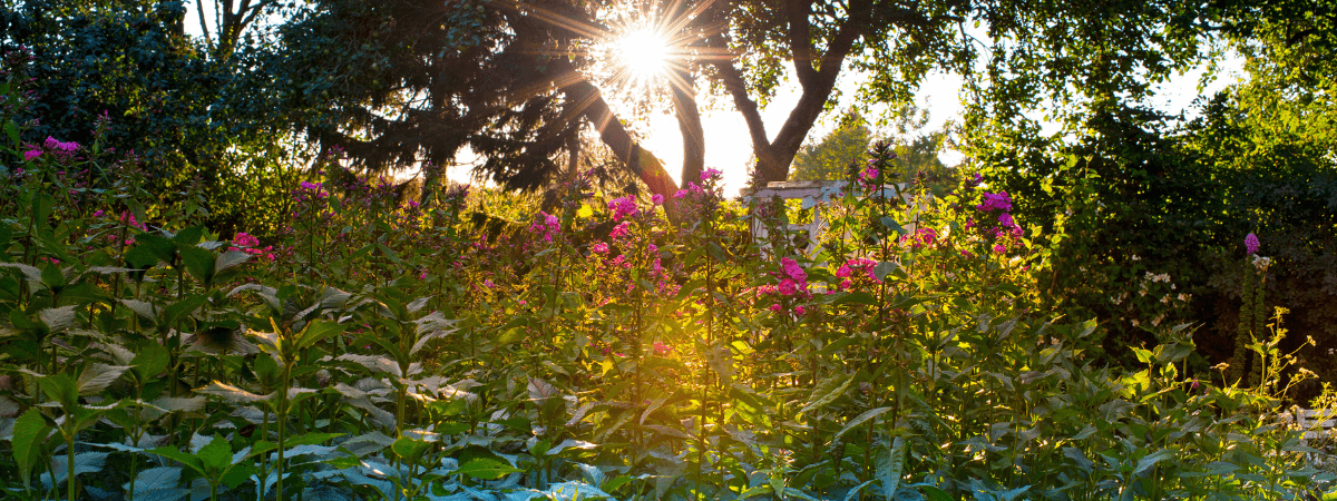 The Late Bloomer’s Garden: Designing for Extended Outdoor Beauty