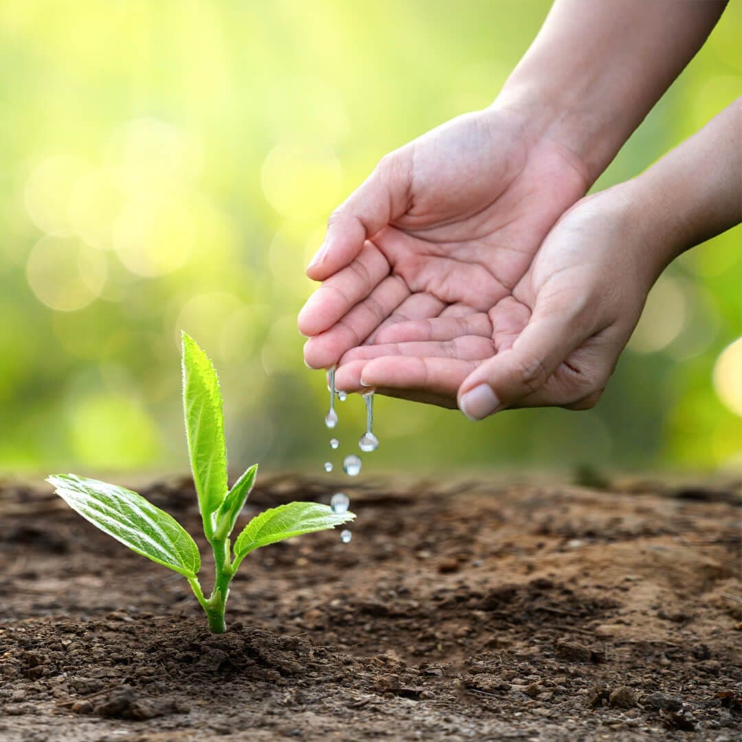 how to water a garden properly