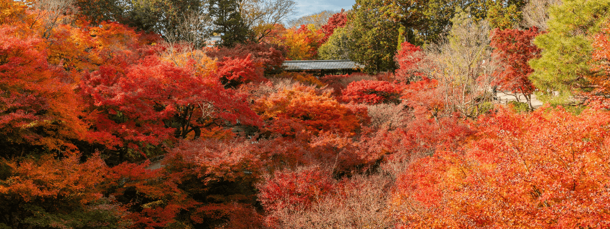 Seasonal Transitions in Global Design: How Different Cultures Embrace Change