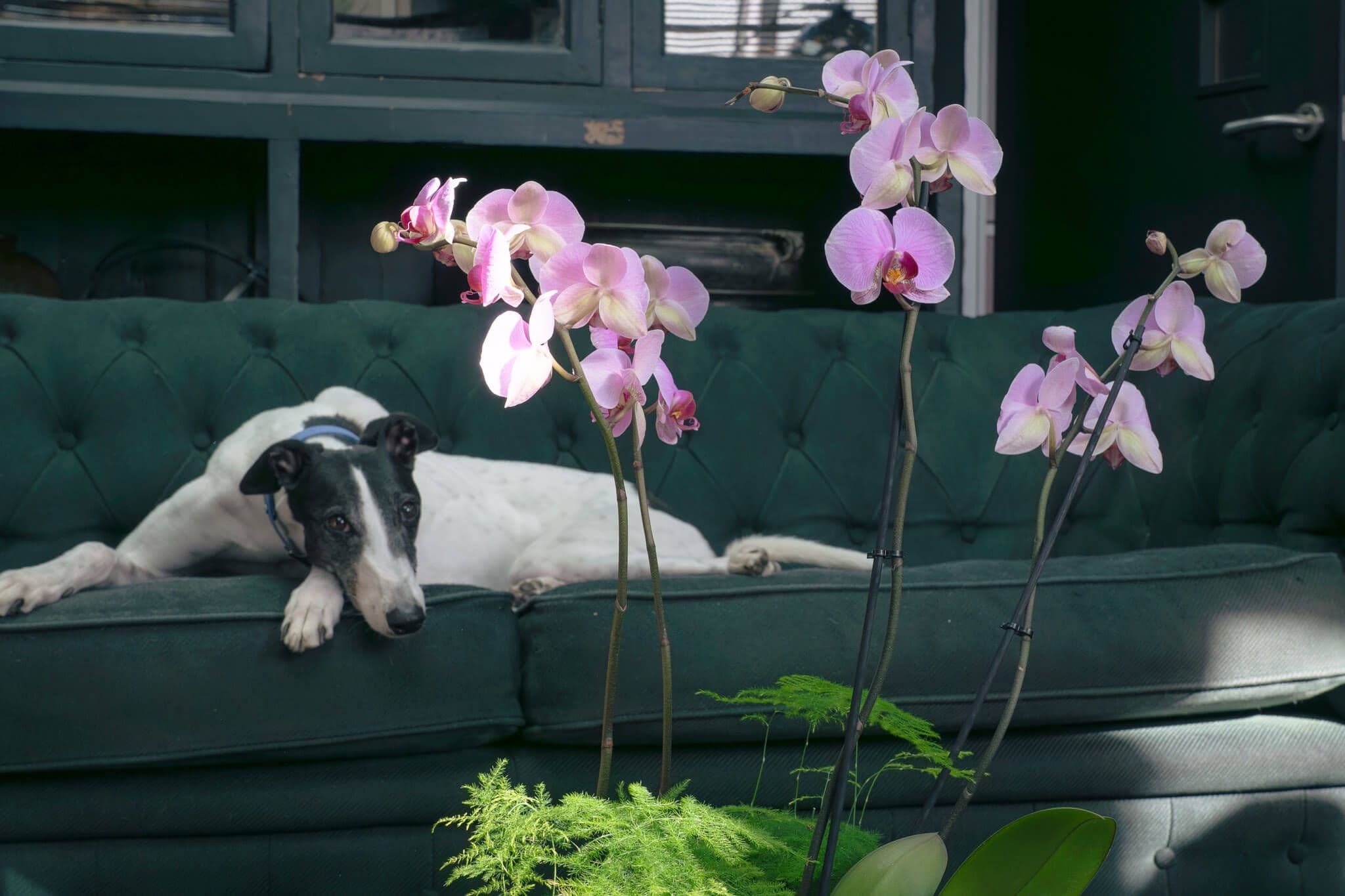 Dog relaxing beside a moth orchid, one of the most elegant pet friendly houseplants for indoor homes