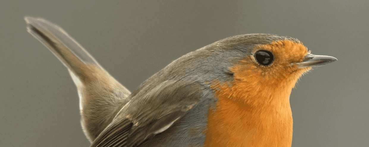5 Easy Habitat Wins for Your Garden