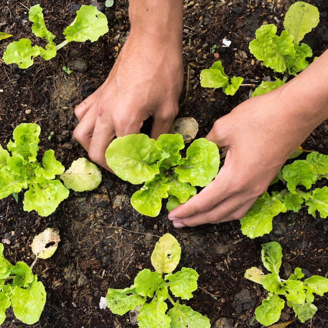 Garden maintenance: A Record of Care, Not Control