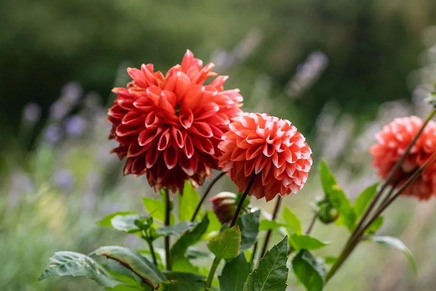 English Cottage Garden, view 6