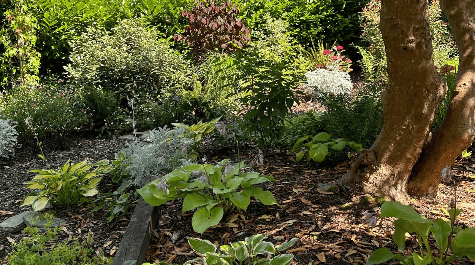 Woodland Garden, view 4