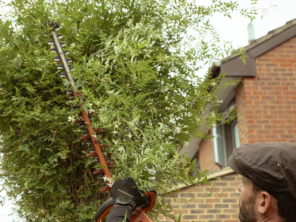 Garden maintenance subscriptions, recent work 1