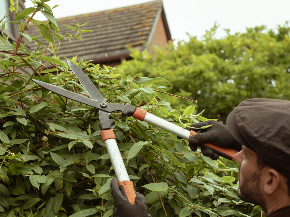 Hedge & boundary maintenance, recent work 1