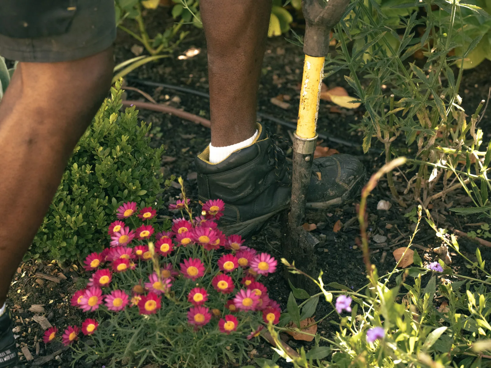 Planting, recent work 2