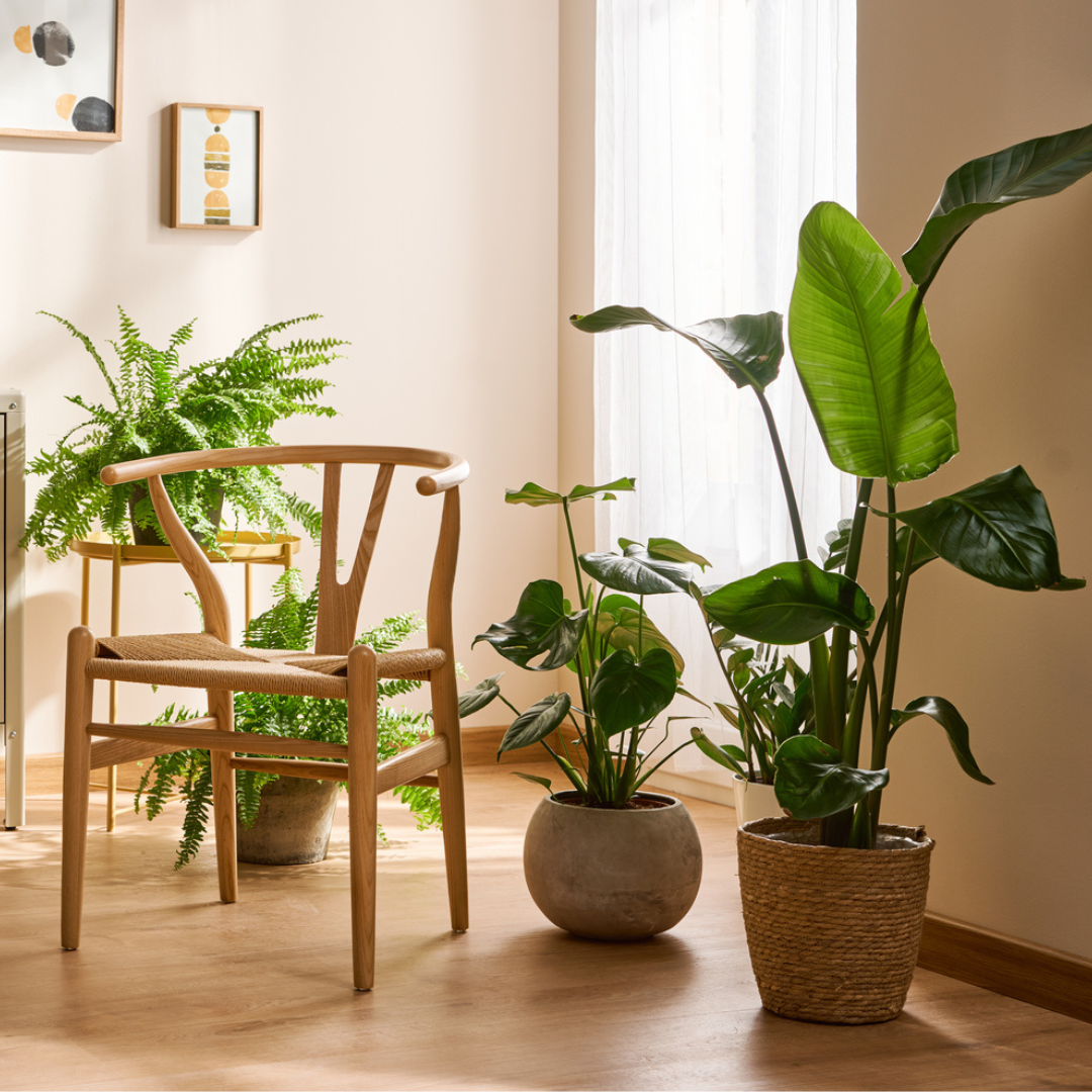 Caring for Your Houseplants During the Colder Months