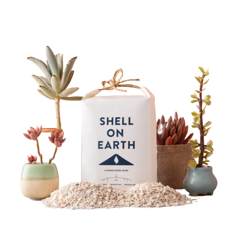 Shell on Earth